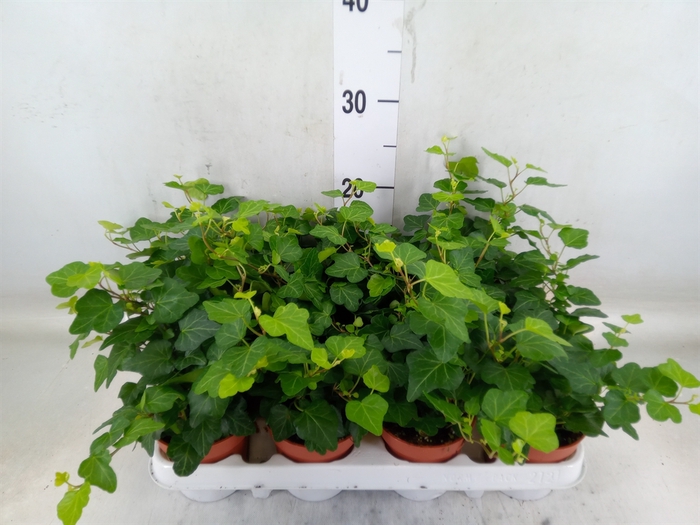 <h4>Hedera helix 'Wonder'</h4>