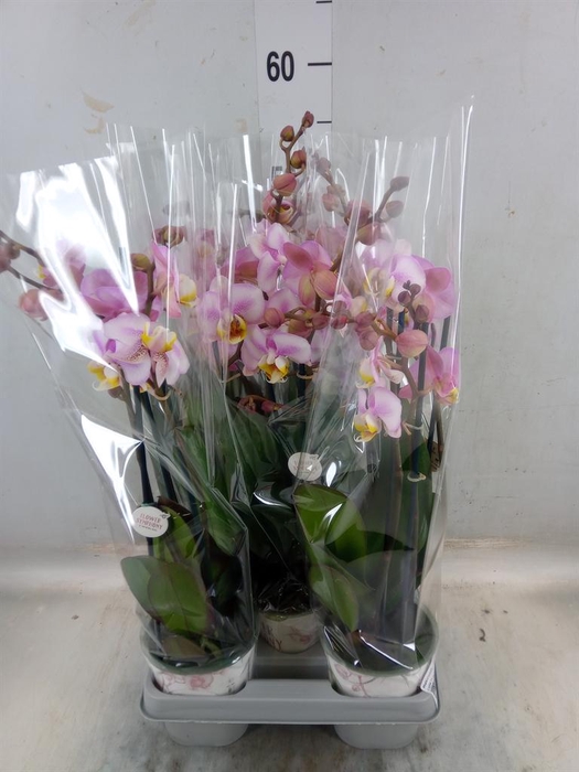 <h4>Phalaenopsis ...rose</h4>