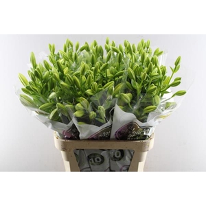 Li La Nashville (geel) Adelaar