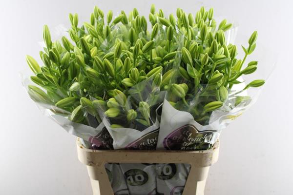 <h4>Li La Nashville (geel) Adelaar</h4>