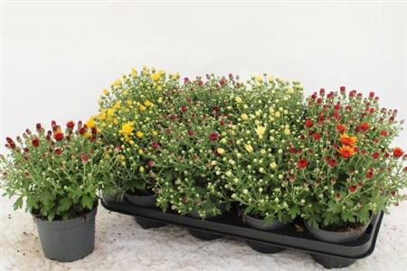 arr8 Chrys Garden Mums Gm