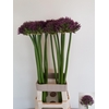 ALLIUM GROOTBLOEMIG