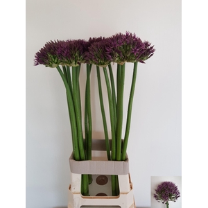 ALLIUM GROOTBLOEMIG