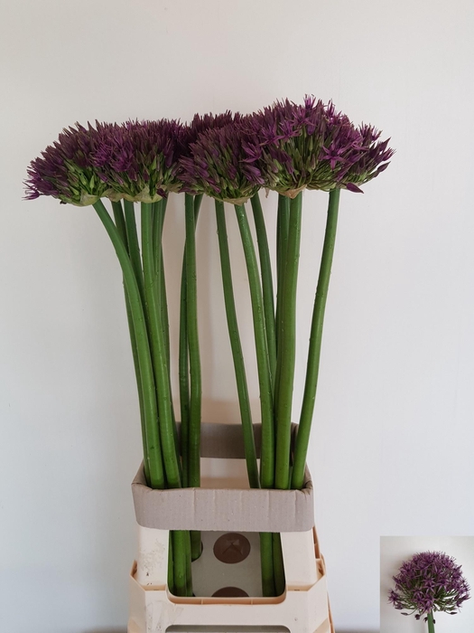<h4>ALLIUM GROOTBLOEMIG</h4>