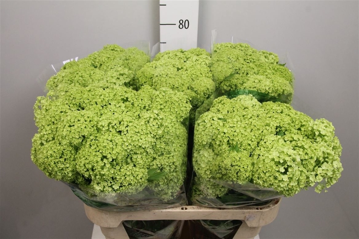 <h4>Viburnum Roseum St 2 Bal</h4>