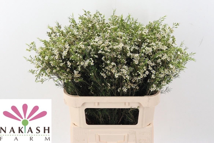 <h4>CHAME UN OFIR</h4>