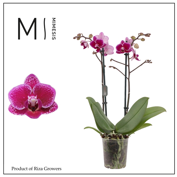 <h4>Mimesis Phal. Hornglin - 3 spike 9cm</h4>