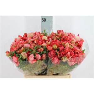 Anemone Levante Double Red