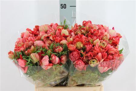 <h4>Anemone Levante Double Red</h4>