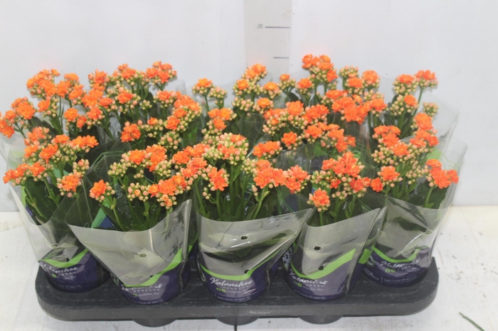 <h4>KALANCHOE DOBRADO P11 LARANJA</h4>