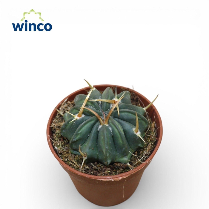 <h4>Stenocactus Comptonogonus</h4>