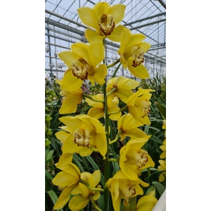 CYMB T UNIQ SUNSHINE 80CM