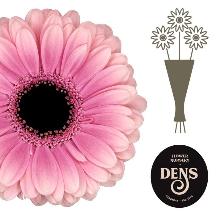 <h4>Germini Esmee Water</h4>