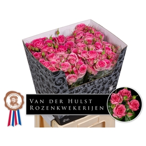 R Tr Pink Dimension Hulst