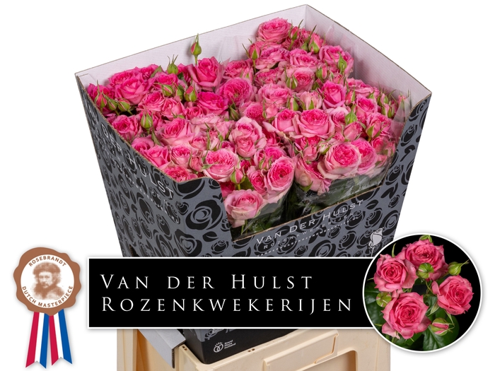 <h4>R Tr Pink Dimension Hulst</h4>