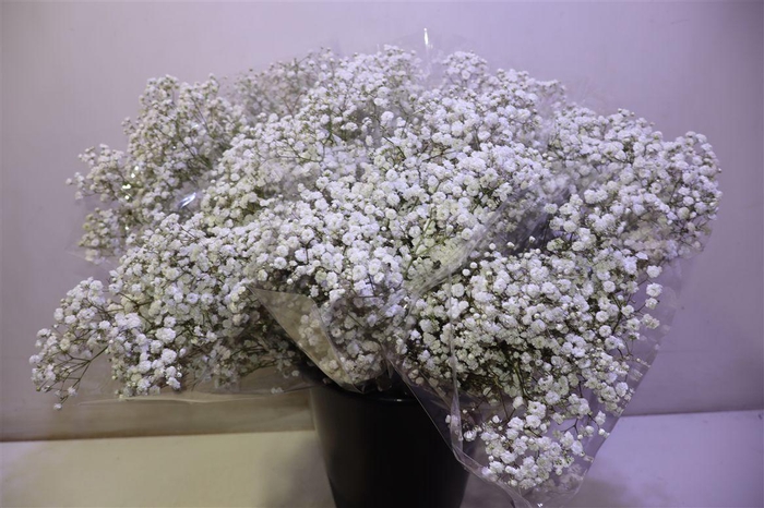 <h4>Gyps Pa Xlence X5</h4>