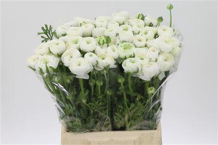 <h4>Ran El White</h4>