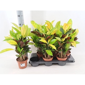 Codiaeum variegatum Mrs Iceton 13Ø 60cm 1pp