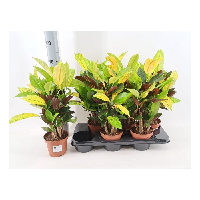 <h4>Codiaeum variegatum Mrs Iceton 13Ø 60cm 1pp</h4>