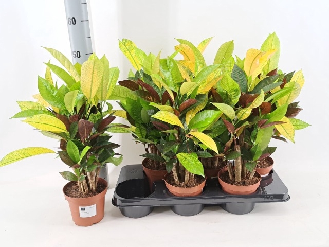 Codiaeum variegatum Mrs Iceton 13Ø 60cm 1pp