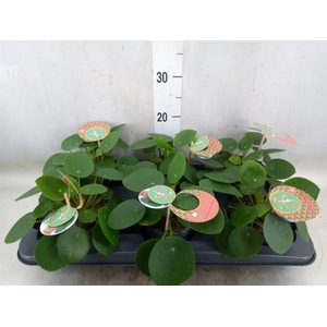 Pilea peperomoides