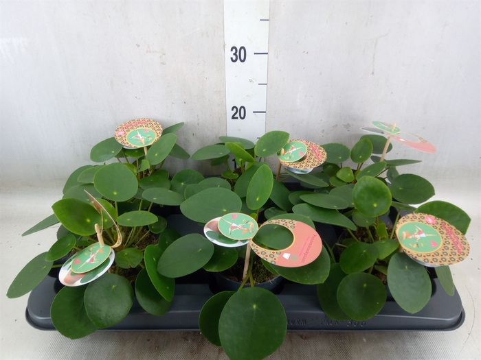 <h4>Pilea peperomoides</h4>