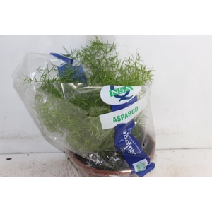 ASPARGO ALFINETE C21