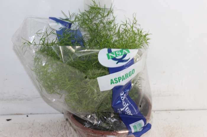 <h4>ASPARGO ALFINETE C21</h4>