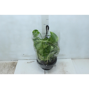JIBOIA VERDE C21 PENDENTE