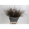 Panicum Virgatum Warrior
