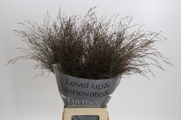 <h4>Panicum Virgatum Warrior</h4>