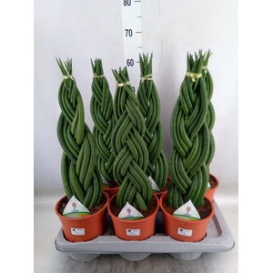 Sansevieria cyl.  ...
