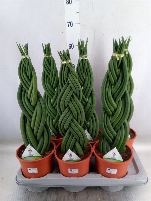 <h4>Sansevieria cyl.  ...</h4>