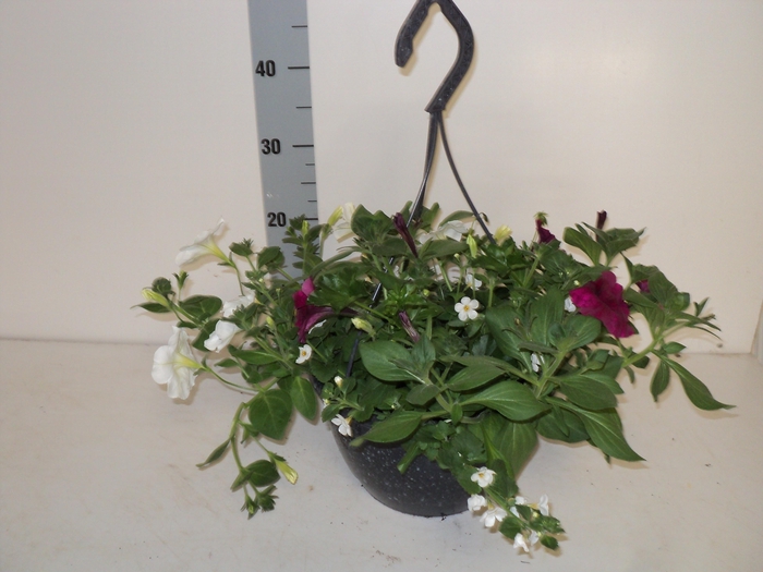 <h4>HANGING BASKETS</h4>