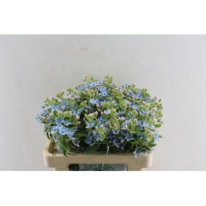 Oxypetalum Tan Pur Blue