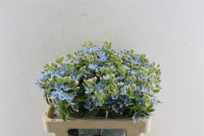 <h4>Oxypetalum Tan Pur Blue</h4>