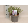 vaste planten 19 cm  Nepeta Purssian Blue