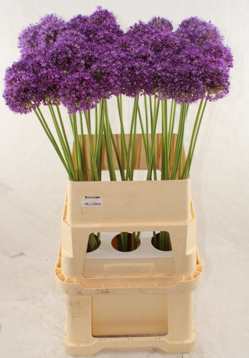<h4>ALLIUM AMBASSADOR</h4>