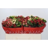 Hypericum Rainbow Romance
