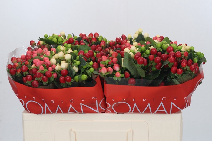 <h4>Hypericum Rainbow Romance</h4>