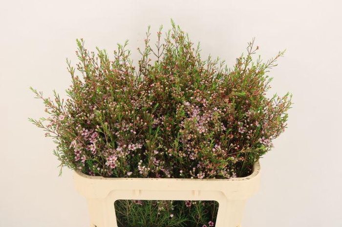 <h4>CHAME UN EARLY NIR</h4>