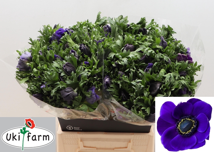 <h4>Anem Co Galil Blauw</h4>