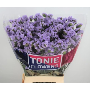 LIMONIUM SINUATUM 'DONAU BIRDS'