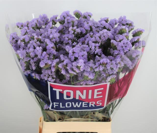 <h4>LIMONIUM SINUATUM 'DONAU BIRDS'</h4>