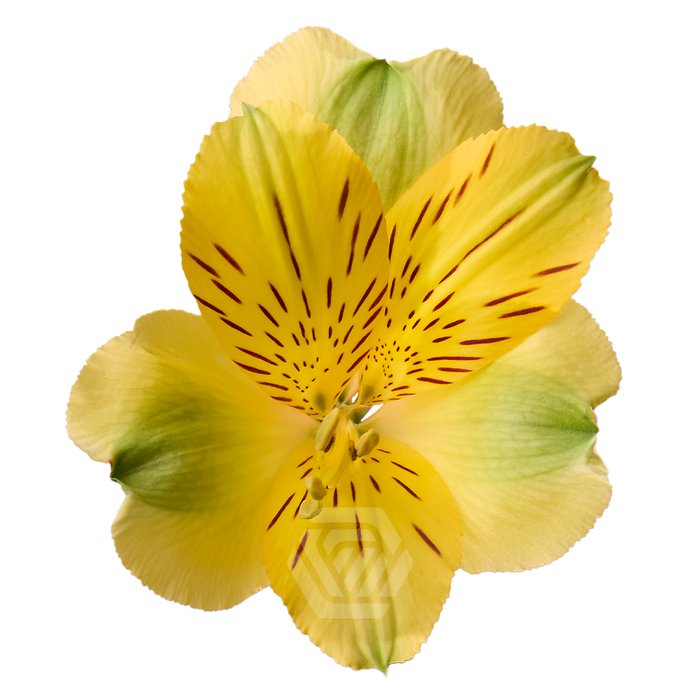 <h4>ALSTR GOLD Tessa</h4>