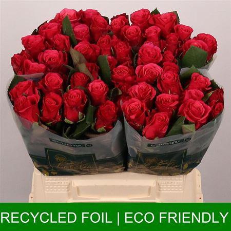 <h4>R Gr Tacazzi+</h4>