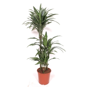 Dracaena Ulises 60-30-15