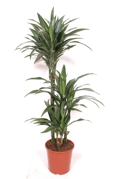 <h4>Dracaena Ulises 60-30-15</h4>