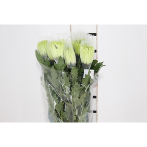 ANASTASIA DARK GREEN 080 CM VERDE