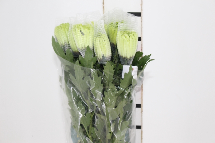 ANASTASIA DARK GREEN 080 CM VERDE